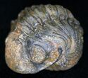 Bumpy, Enrolled Barrandeops (Phacops) Trilobite #11283-1